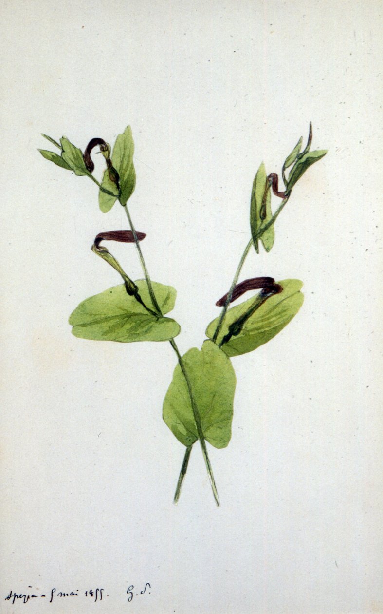 Aristolochia on suuri kasvisukuun Aristolochiaceae (vesiväri) tekijältä Amantine Dupin