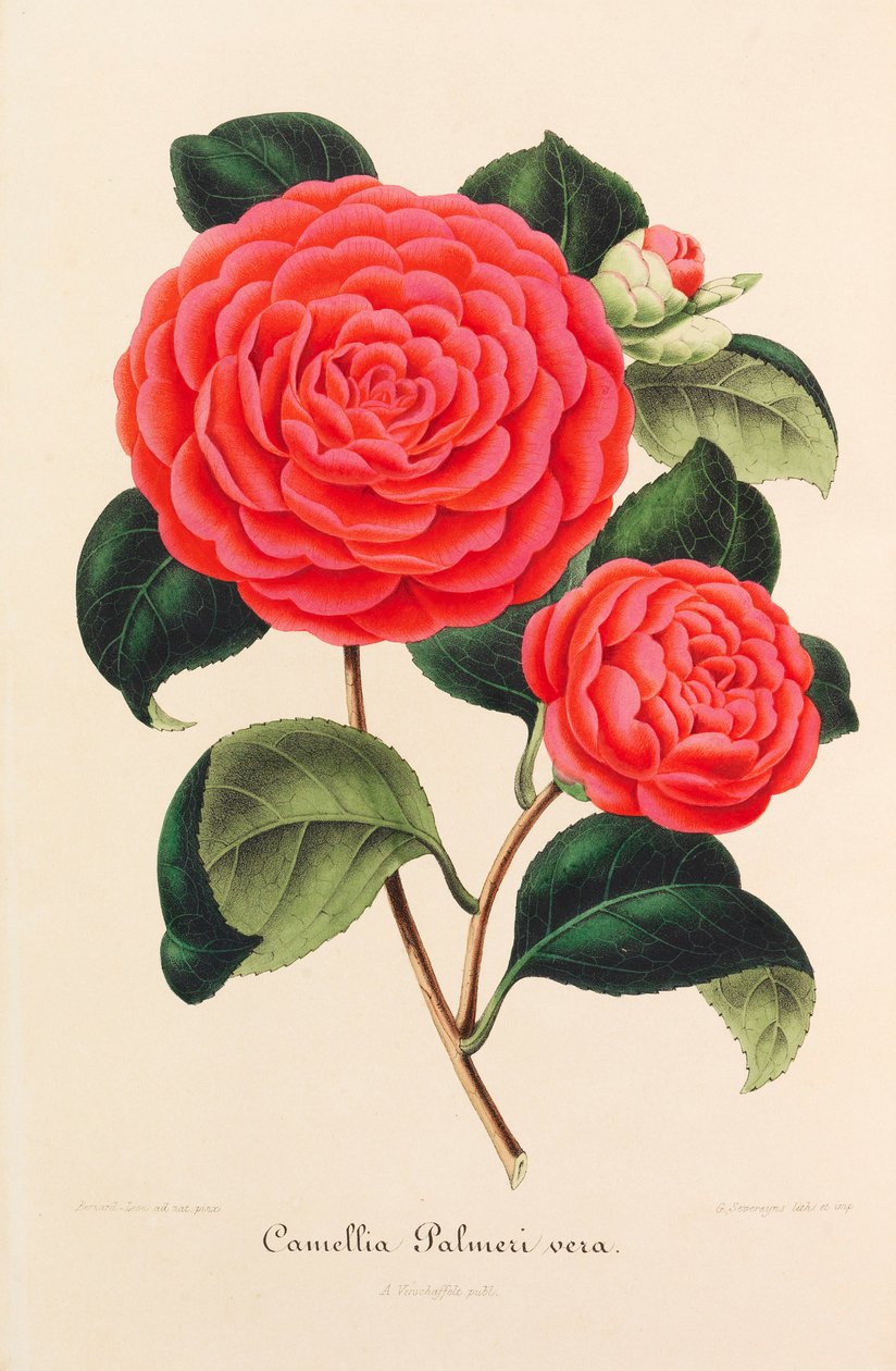 Kamelioiden uusi ikonografia, 1850-1860. tekijältä Ambroise Alexandre Verschaffelt