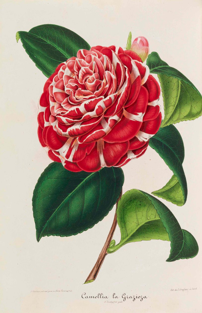 Kamelioiden uusi ikonografia, 1850-1860. tekijältä Ambroise Alexandre Verschaffelt