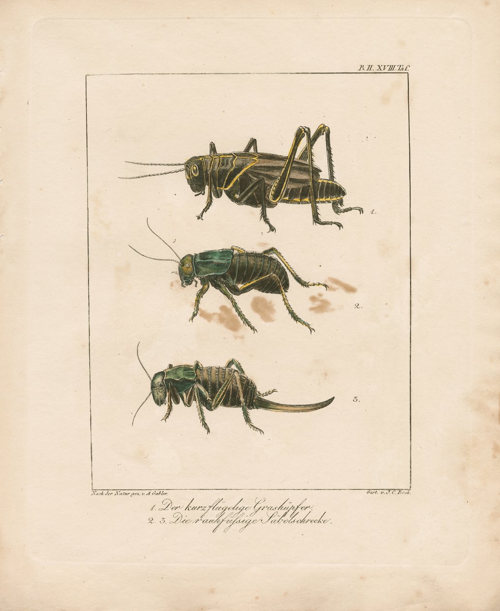 Grasshopper and Bush Crickets (käsin väritetty kuparikaiverrus) tekijältä Ambrosius Gabler