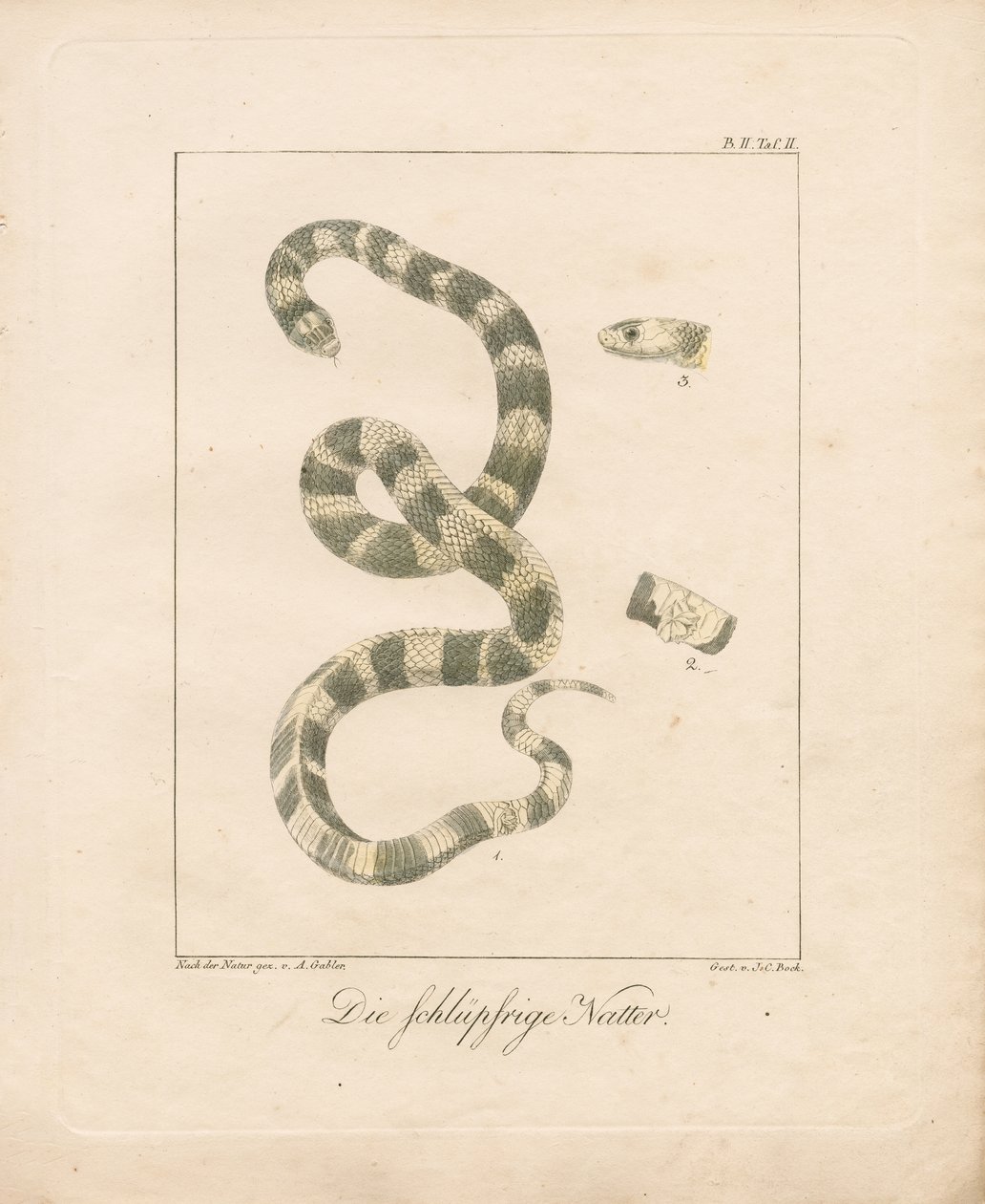 Ruohokäärme (käsin väritetty litografia) tekijältä Ambrosius Gabler