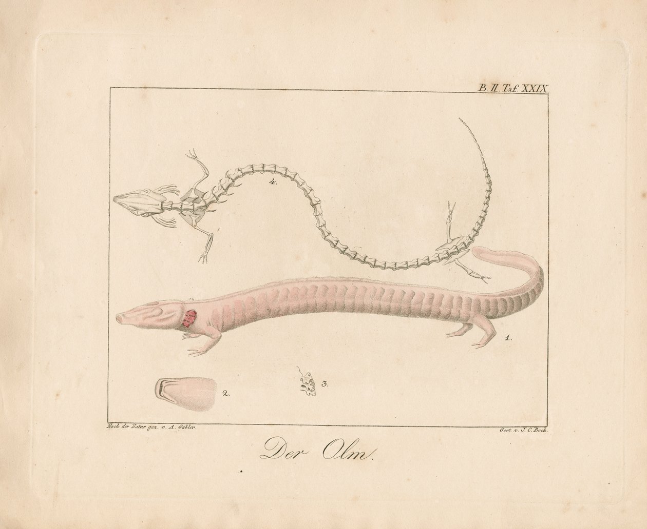 Olm (käsin väritetty litografia) tekijältä Ambrosius Gabler