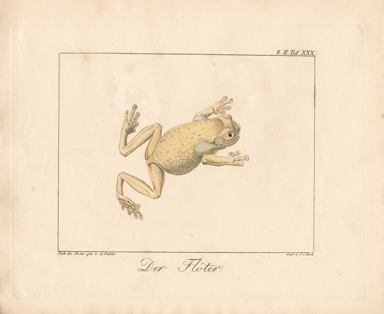 The Piper (käsin väritetty litografia) tekijältä Ambrosius Gabler