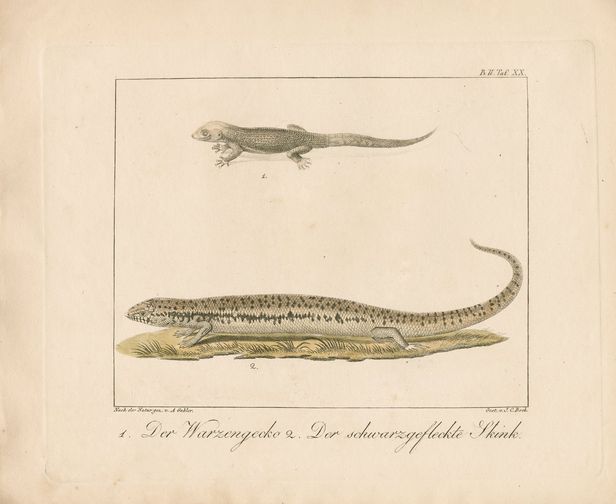 Turkin gekko ja ocellated skink (käsinväritetty kuparikaiverrus) tekijältä Ambrosius Gabler