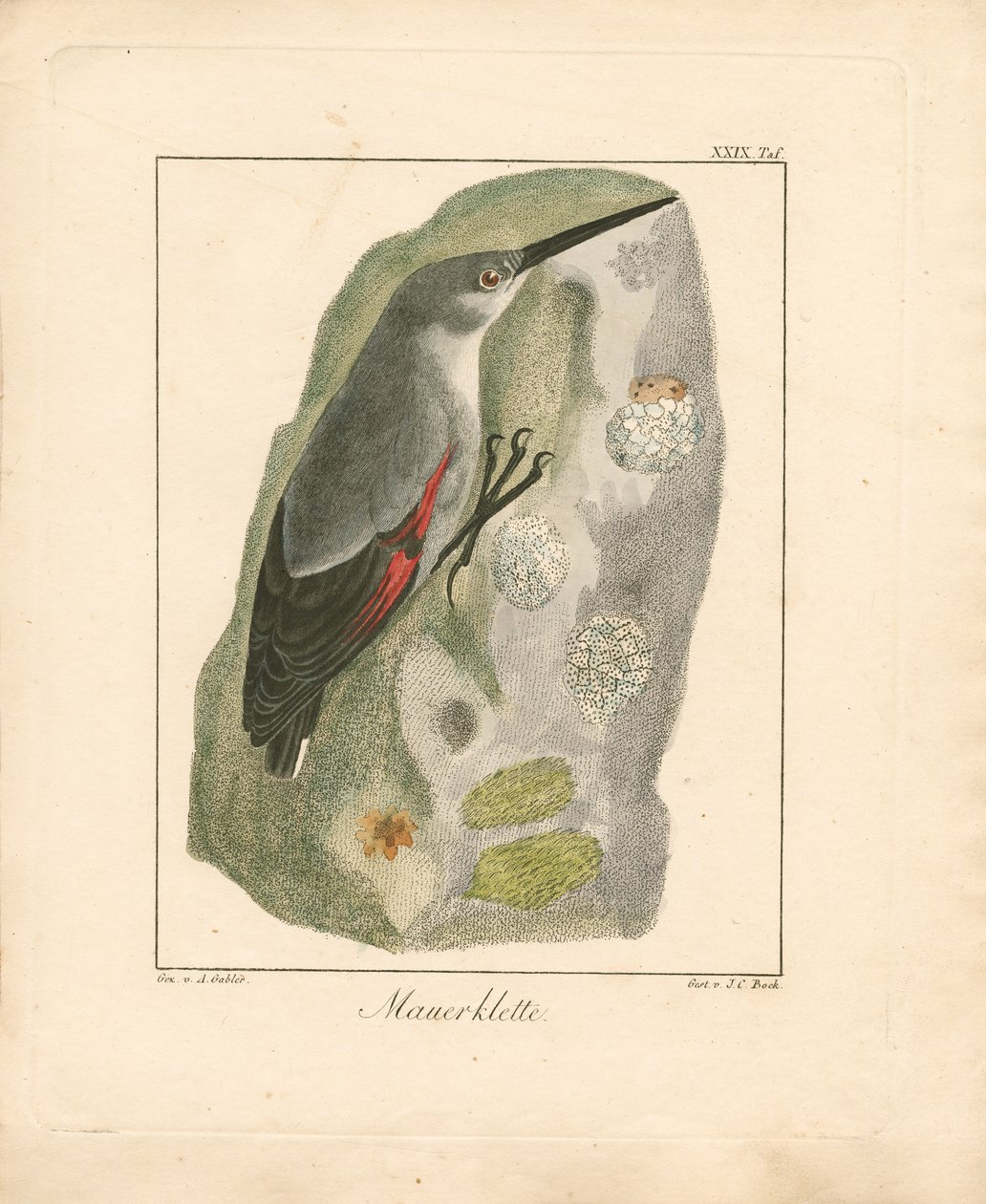 Wallcreeper (käsinväritetty kuparikaiverrus) tekijältä Ambrosius Gabler
