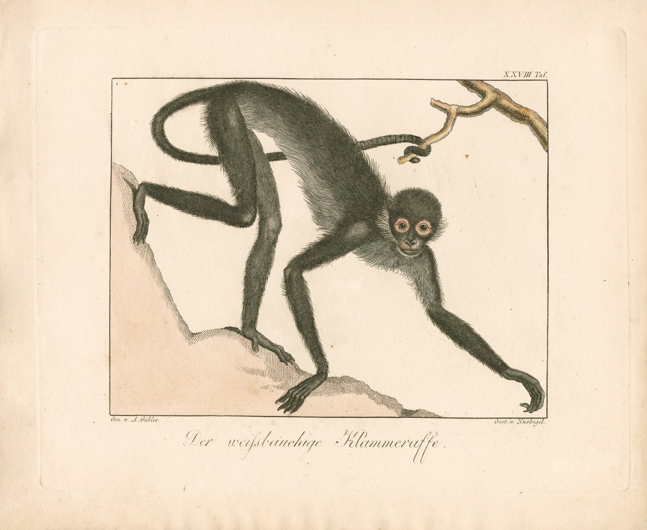 Valkopohjainen hämähäkkiapina (käsinvärjätty kuparikaiverrus) tekijältä Ambrosius Gabler