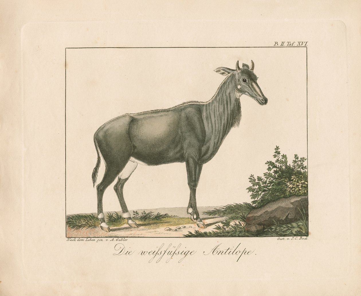 Valkojalkainen antilooppi (käsin väritetty kuparikaiverrus) tekijältä Ambrosius Gabler