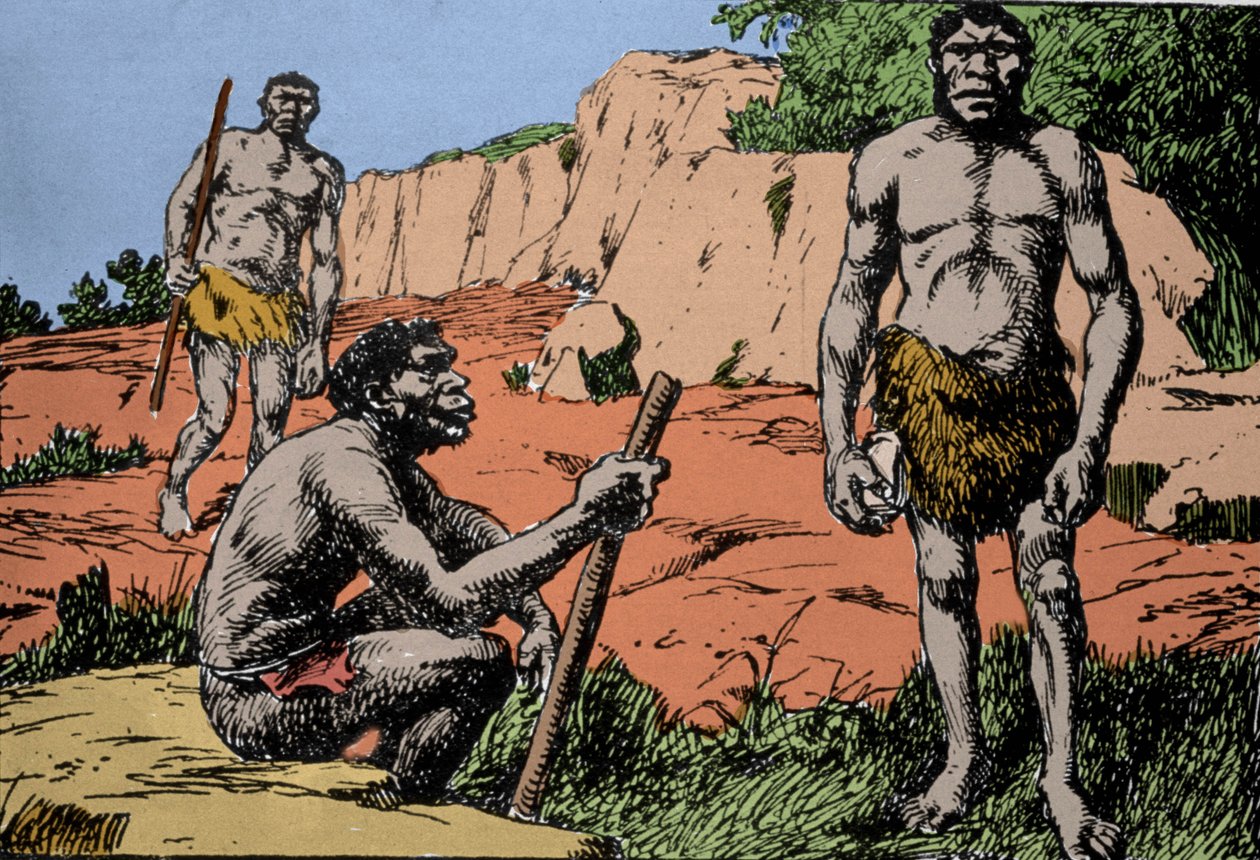 Esihistoria: esitys Homo rhodesiensisistä tai Broken Hillin miehestä, Homo sapiensin esi-isästä, jonka fossiilit löydettiin Rhodesiasta (nykyinen Sambia Afrikassa). Piirustus A. Forestier. DR tekijältä Amedee Forestier