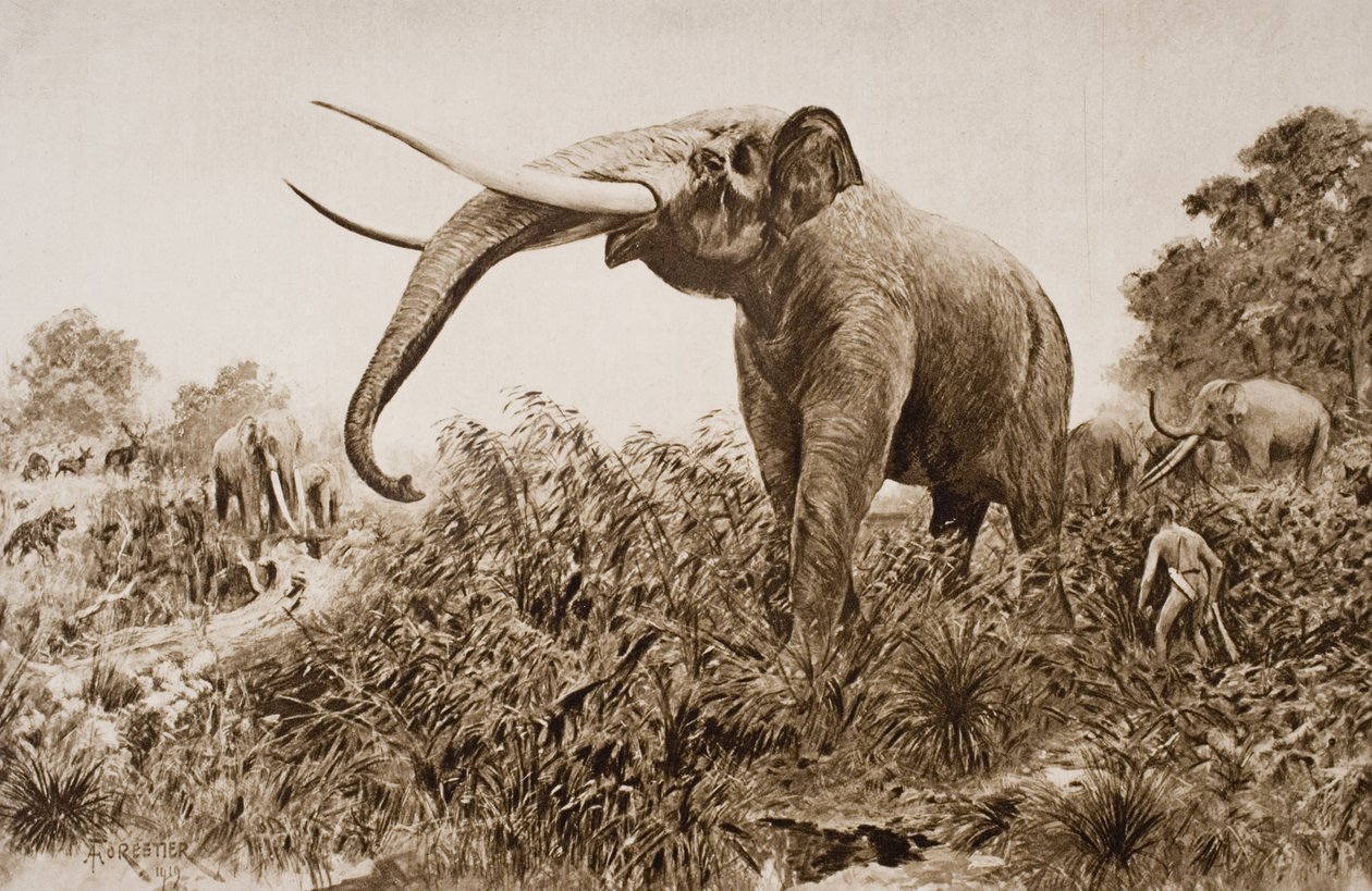 The Chatham Elephant, kuvitus H.G. Wellsin teoksesta "The Outline of History", osa I, julkaistu vuonna 1920 (litho) tekijältä Amedee Forestier