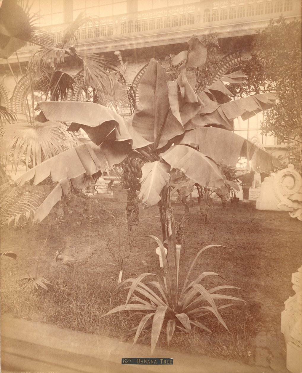 Banana Tree, Pennsylvania Centennial Exhibition, 1876 (hopea-albumiprintti) tekijältä American Photographer