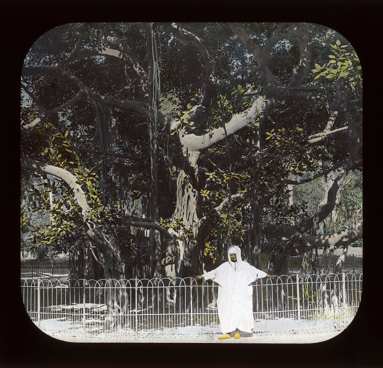 Egypti - Banyan Tree, Esbekiyeh Place, Kairo (lyhtyliukumäki) tekijältä American Photographer