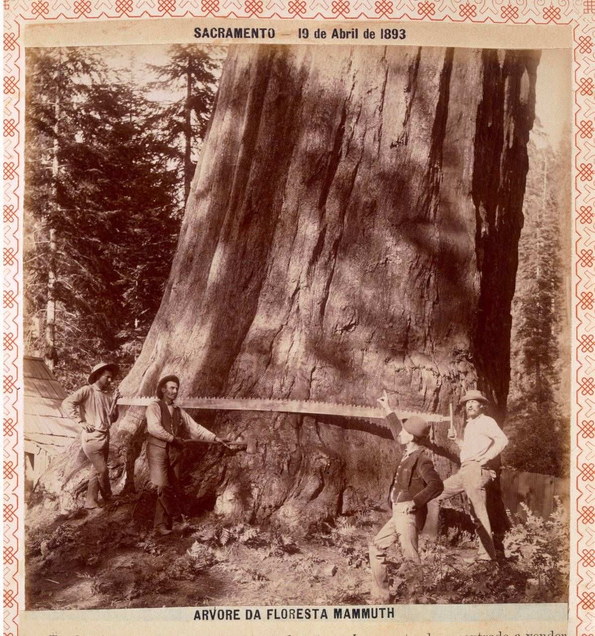 Metsämiehet ovat kaatamassa jättimäistä punapuuta vetosahalla, Sacramento, Kalifornia, 1893 (albumiprintti) tekijältä American Photographer