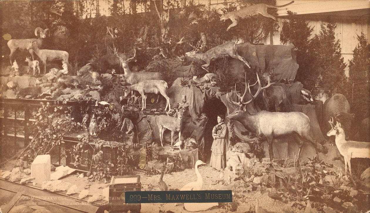 Mrs Maxwells Museum (albumiprintti) tekijältä American Photographer