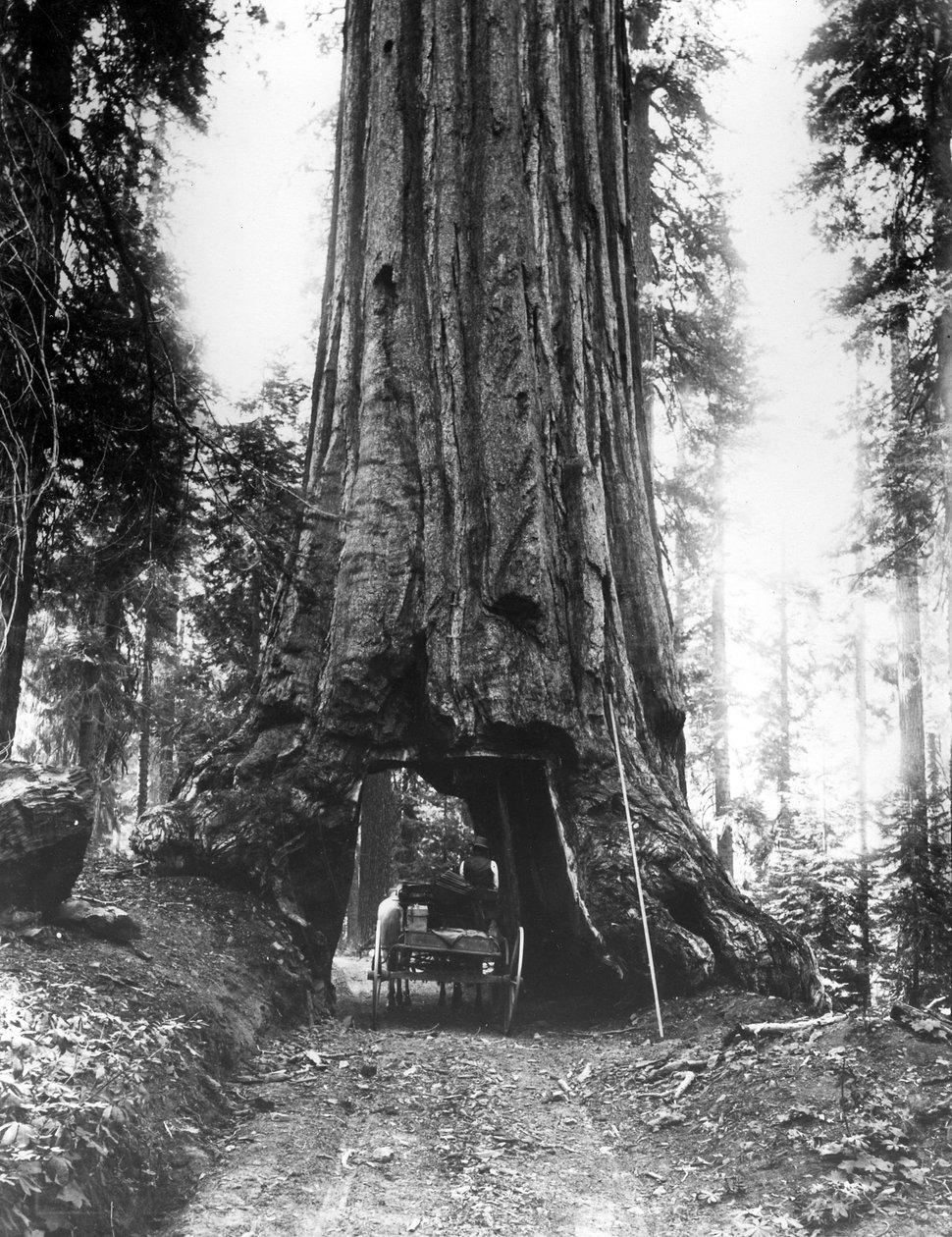 Wawona-tunnelipuu Mariposa Grovessa, myöhään C19 tekijältä American Photographer