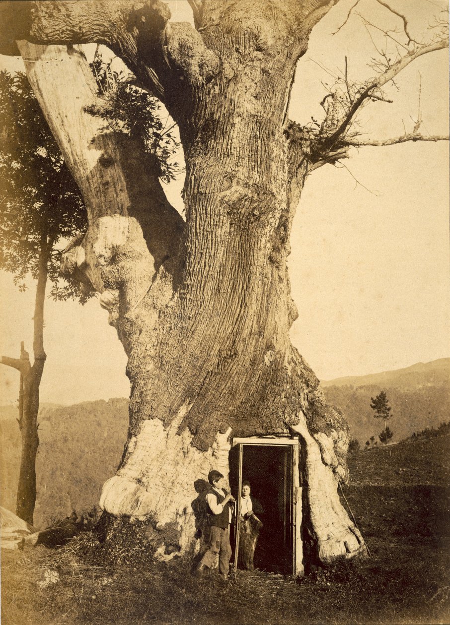 Kaksi poikaa puumajansa ovella, n. 1870-80 tekijältä American Photographer