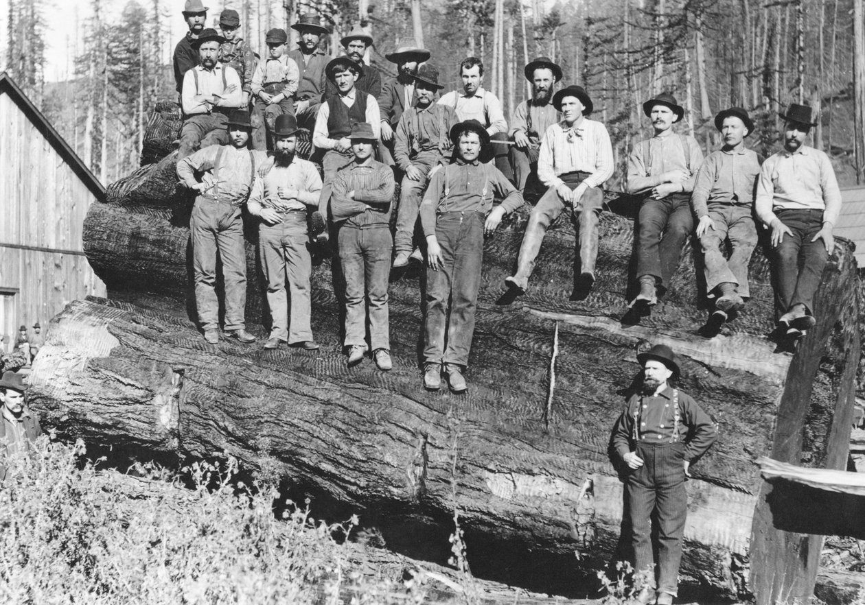 Puunhakkaajat Kaliforniassa, 1891 tekijältä American Photographer