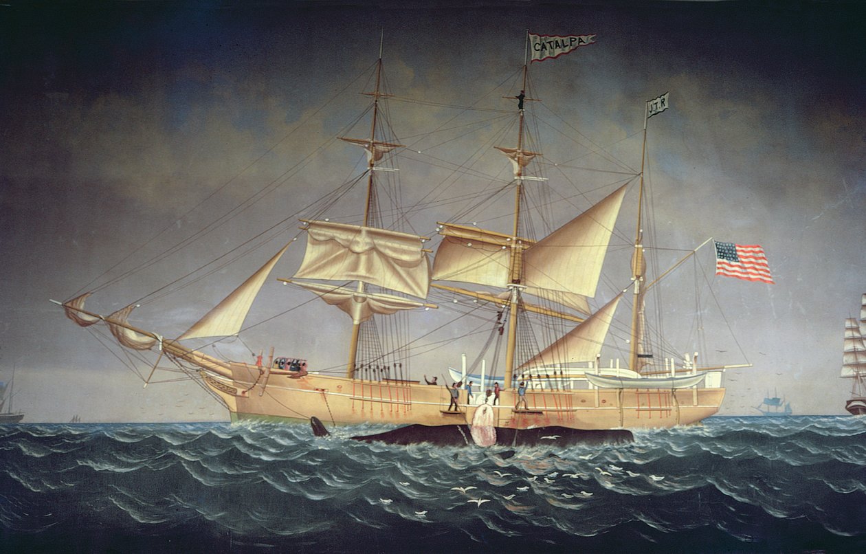 "Catalpa" valaan kanssa tekijältä American School