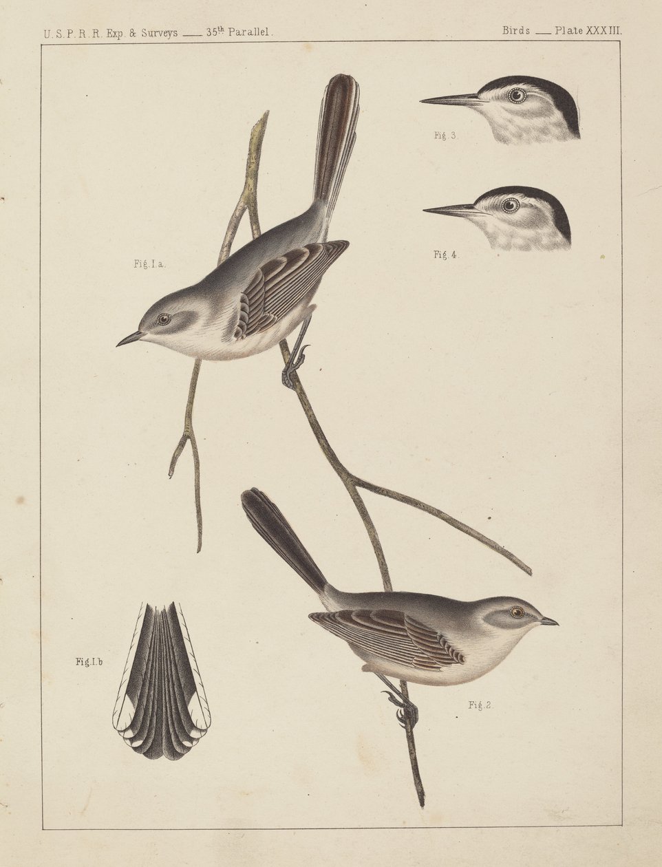 Linnut - U.S.P.R.R. Exp. & Surveys, 35. rinnakkain tekijältä American 19th Century