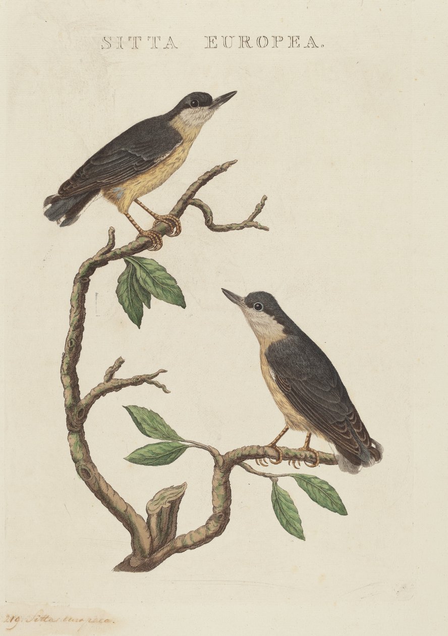Sitta europaea tekijältä American 19th Century