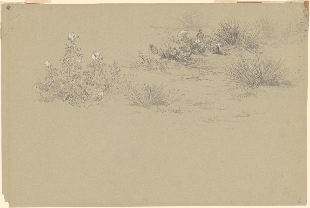 Kukkivat pensaat ja aavikkokasvit tekijältä American 19th Century after John Frederick Kensett
