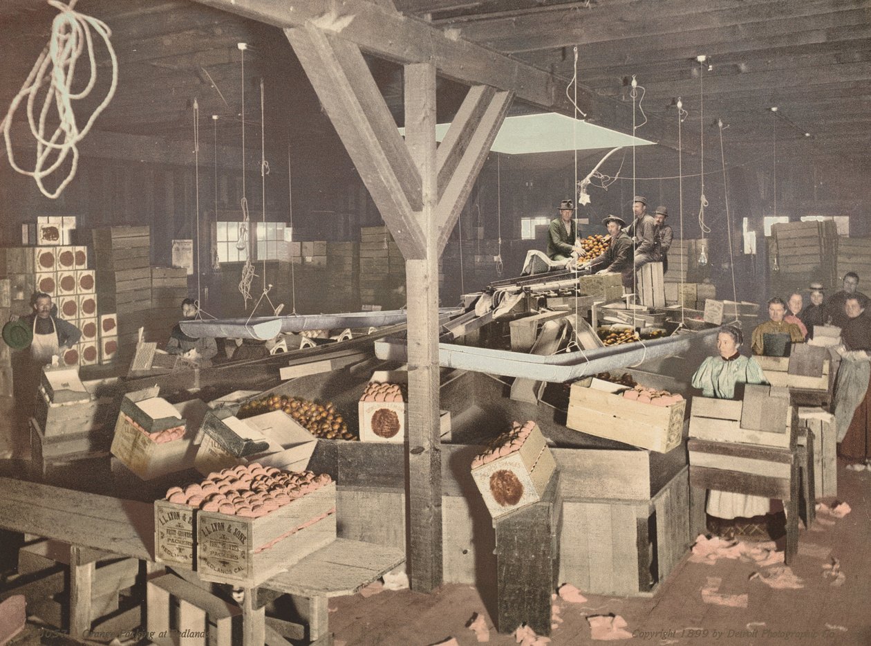Appelsiinin pakkaaminen Redlandsissa,julkaistu 1899 (kuva) tekijältä American Photographer