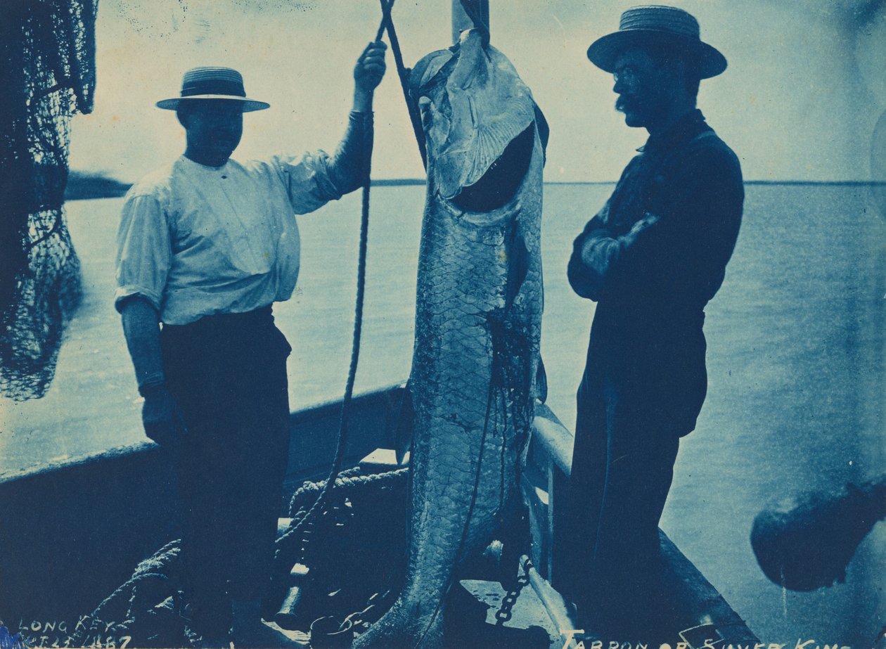 "Tarpon vai hopeakuningas",29. lokakuuta tekijältä American Photographer