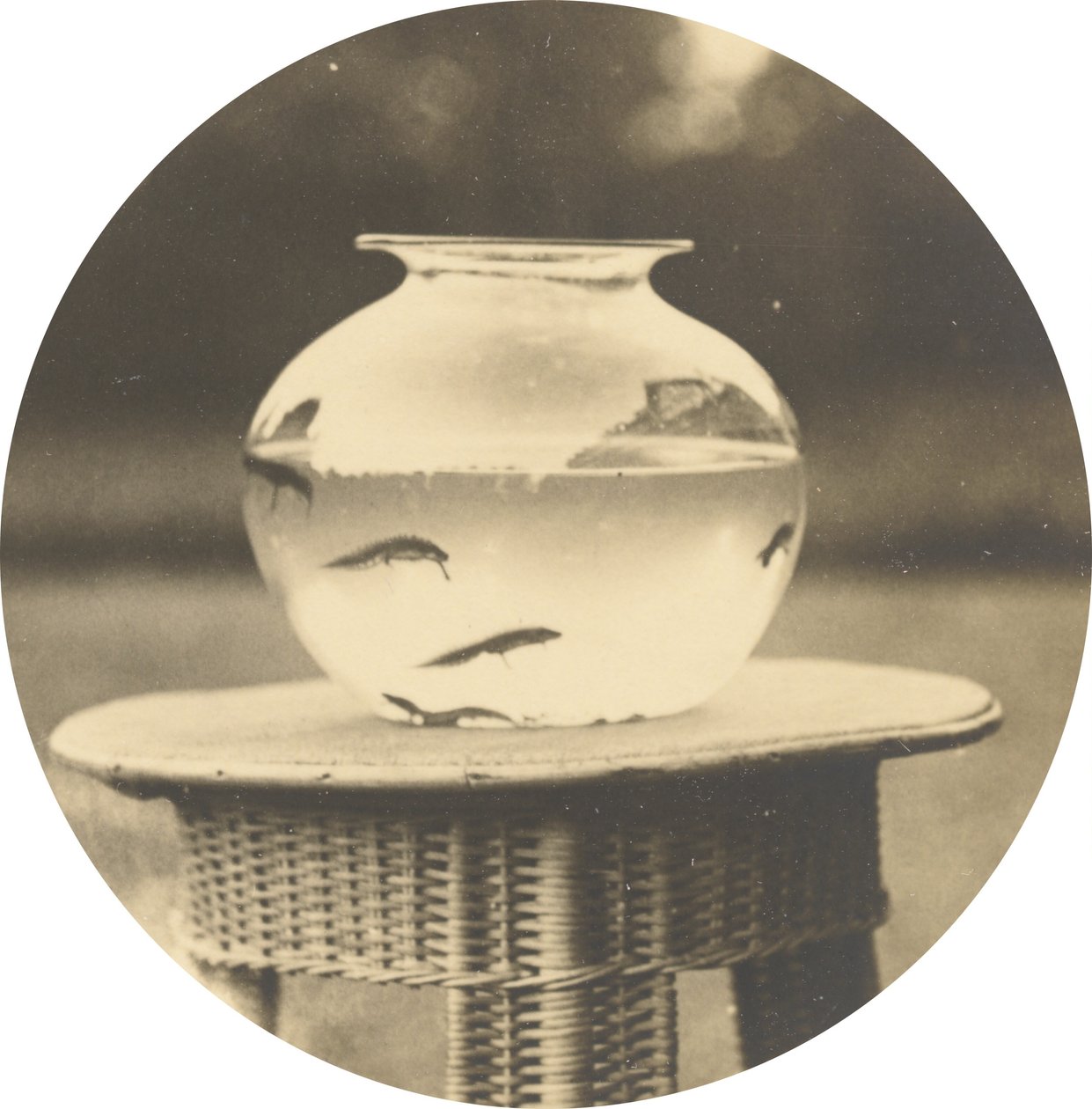 Nimetön (kalakuppi),c. 1888 (kuva) tekijältä American Photographer