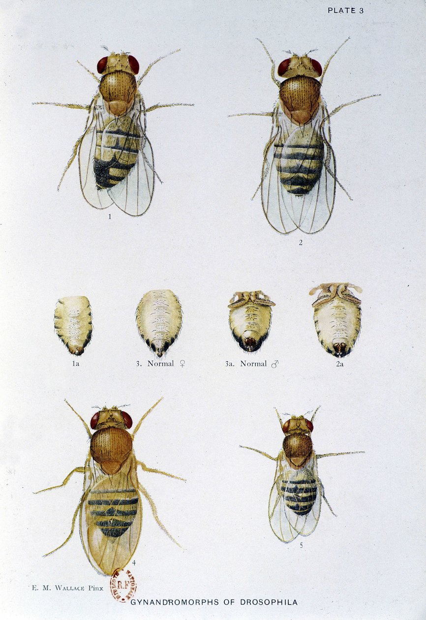 Abeilles - teoksessa "" Osallistuminen Drosophila melanogasterin genetiikkaan", Thomas H. Morgan tekijältä American School