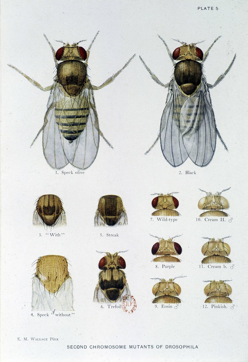 Abeilles - teoksessa "" Osallistuminen Drosophila melanogasterin genetiikkaan", Thomas H. Morgan tekijältä American School