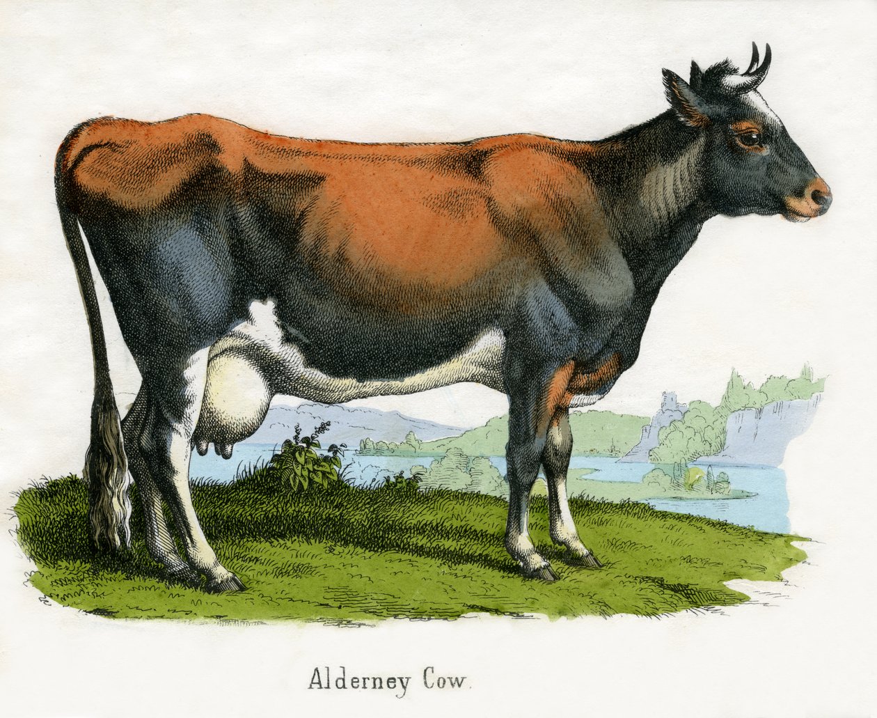 Alderney Cow, The Natural History of Animals tekijältä American School