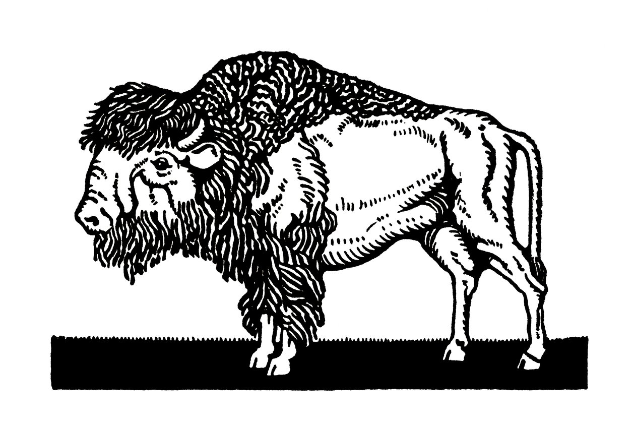 American Bison of the Old West tekijältä American School