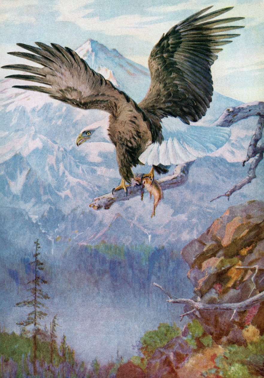 Kaljukotka vuoristoahvenella kalan kanssa tekijältä American School