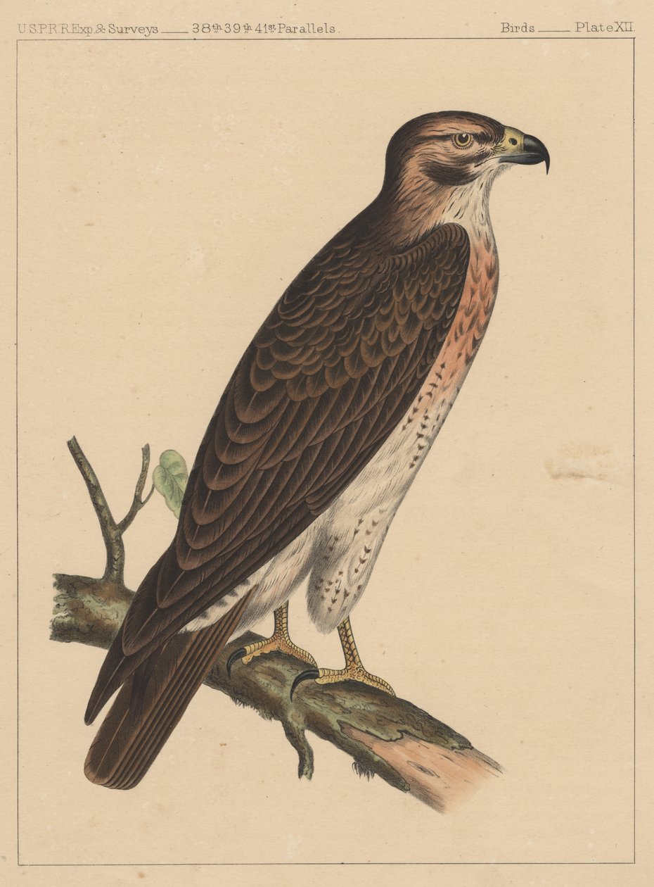 Linnut, levy XII, 1855 tekijältä American School