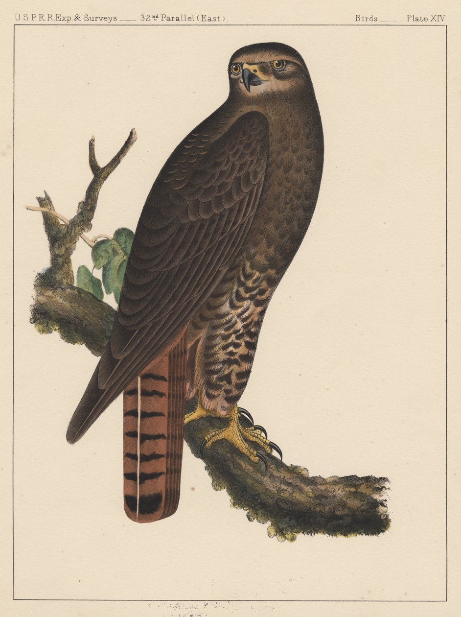 Linnut, levy XIV, 1855 tekijältä American School