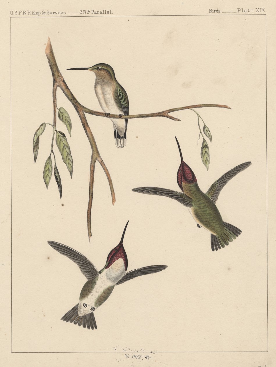 Linnut, levy XIX, 1855 tekijältä American School
