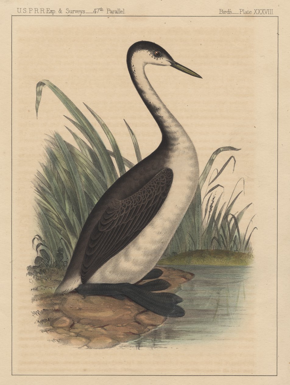 Linnut, levy XXXVIII, 1855 tekijältä American School