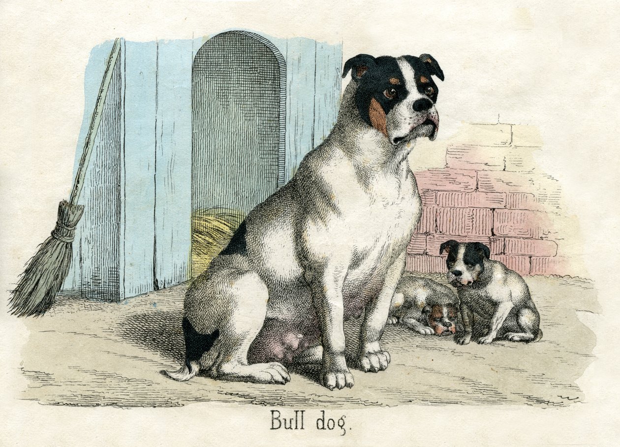 Bulldog, kirjasta The Natural History of Animals tekijältä American School