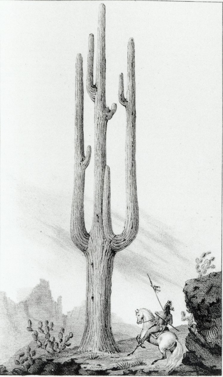 Cereus Giganteus tekijältä American School