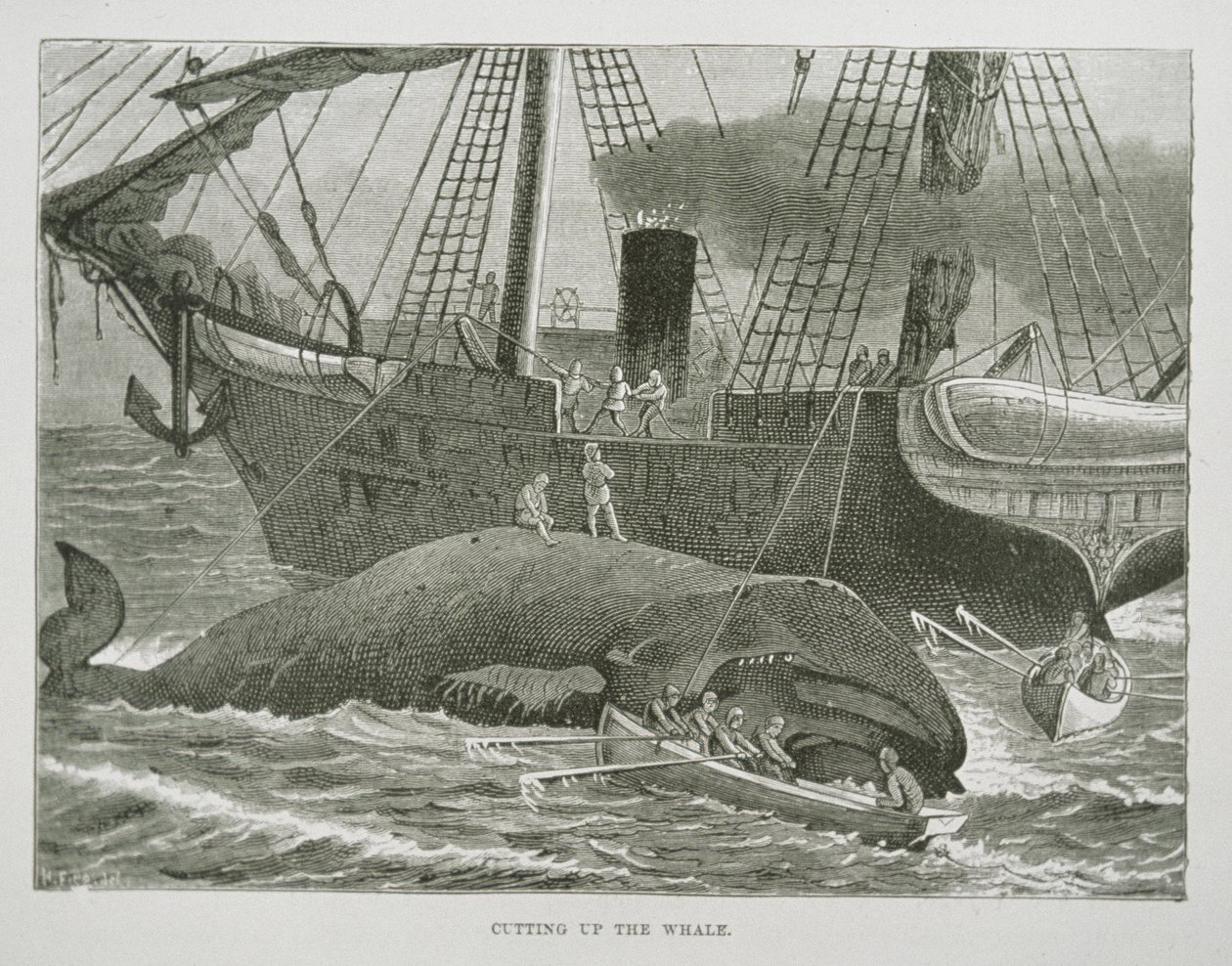 Valaan leikkaaminen, The American Whale Fishery, n. 1850 (kaiverrus) tekijältä American School