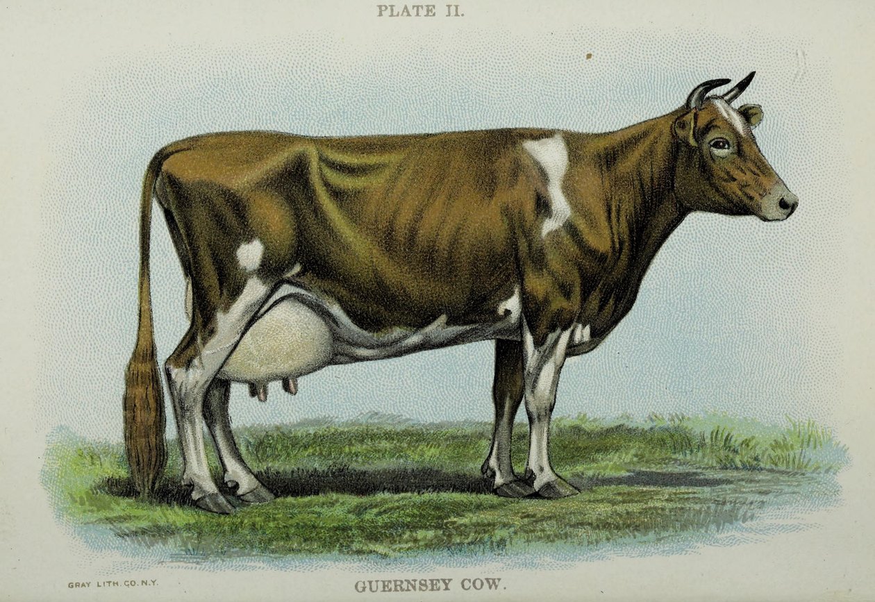 Guernsey Cow, Jacob Bigglen "Biggle Cow Bookista". tekijältä American School