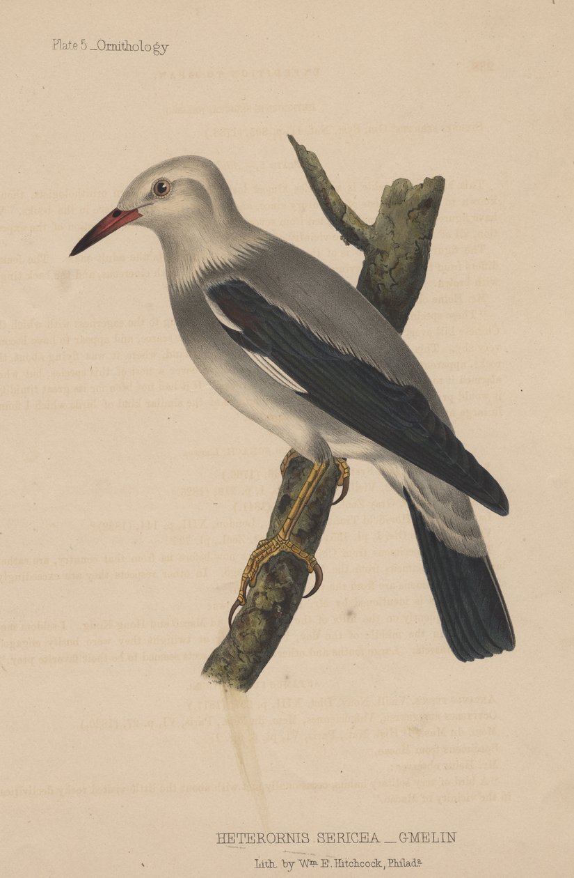 Heterornis Sericea (Gmelin), 1855 tekijältä American School