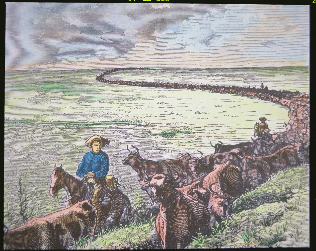 Longhorn-karjan ajo Texasista Abileneen, Kansasiin, noin 1870-luku (värilitho) tekijältä American School