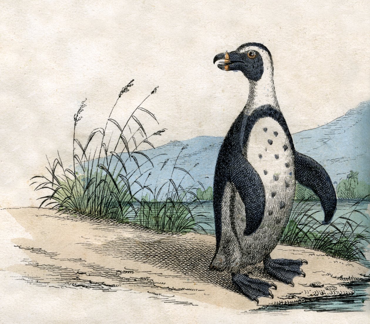 Magellanic Penguin, kirjasta The Natural History of Animals tekijältä American School
