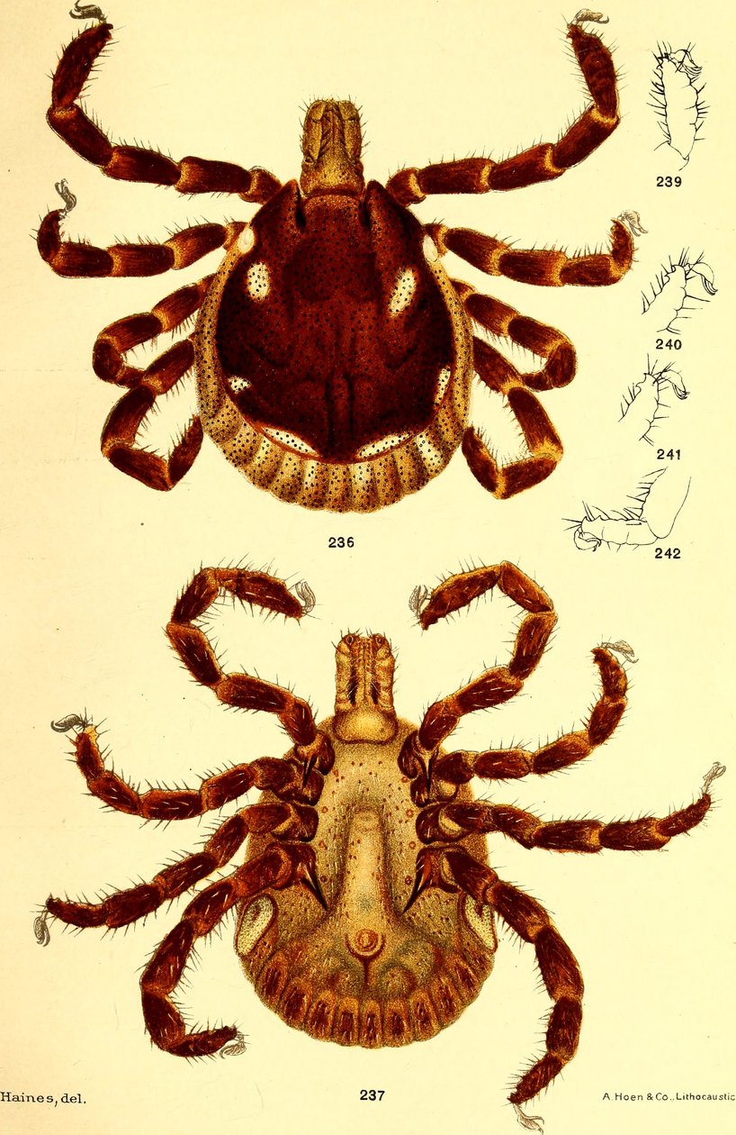 Uros Amblyomma Americanum, kuva D. E. Salmonin ja Charles Wardellin teoksesta "Nautapuutit (Ixodidae) of the United States" tekijältä American School