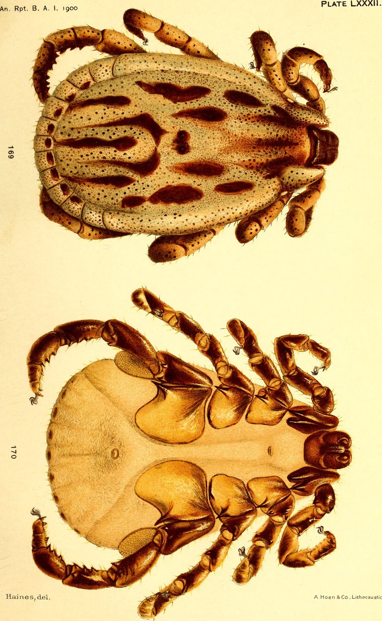 Uros Dermacentor reticulatus, kuvitus teoksesta "Nautapunkit (Ixodoidea) Yhdysvalloissa" tekijältä American School
