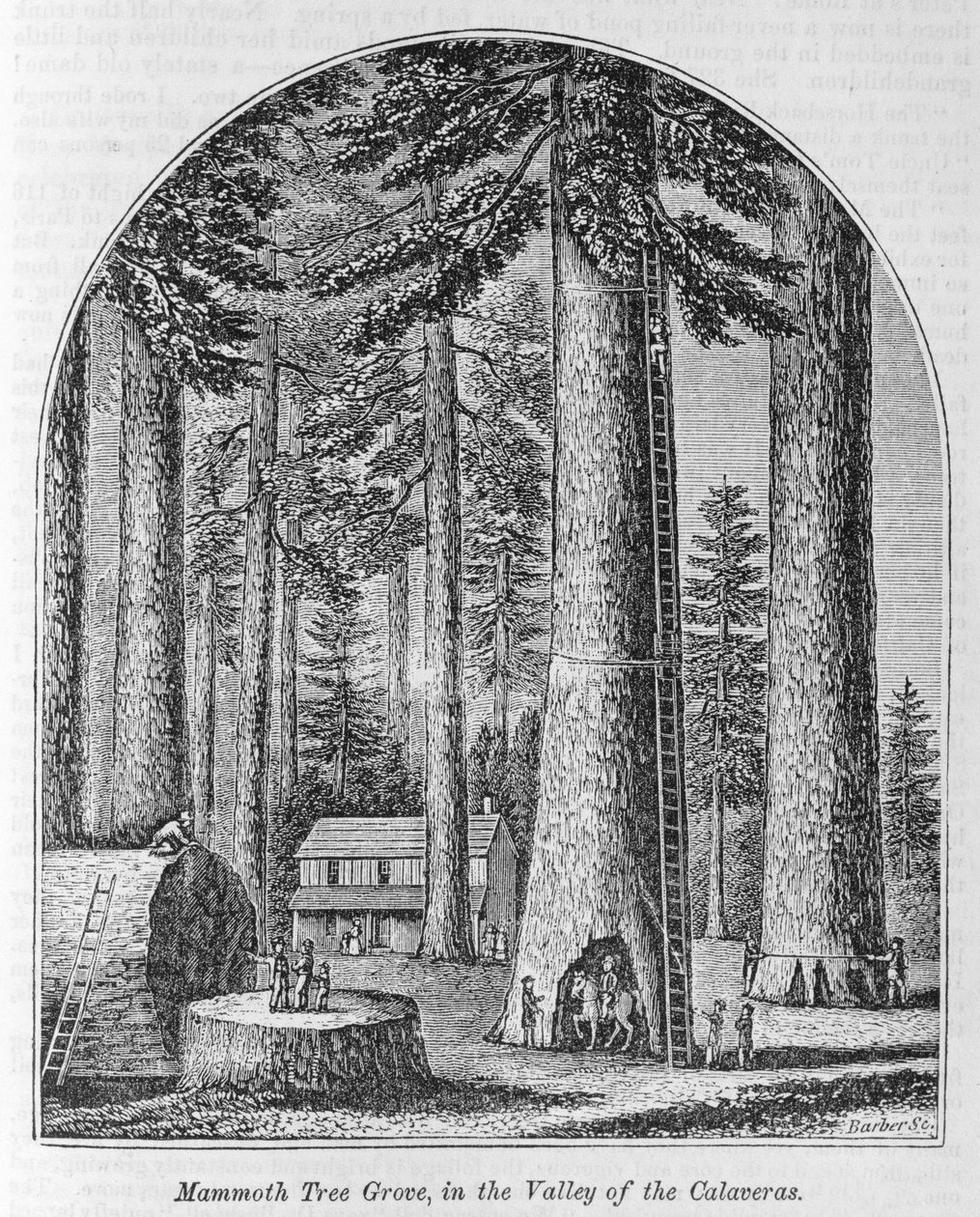Mammuttilehto Calaveras-laaksossa, John Warner Barberin ja Henry Haren teoksesta "Koko maamme: menneisyys ja nykyisyys, historiallinen ja kuvaileva", 1861 tekijältä American School