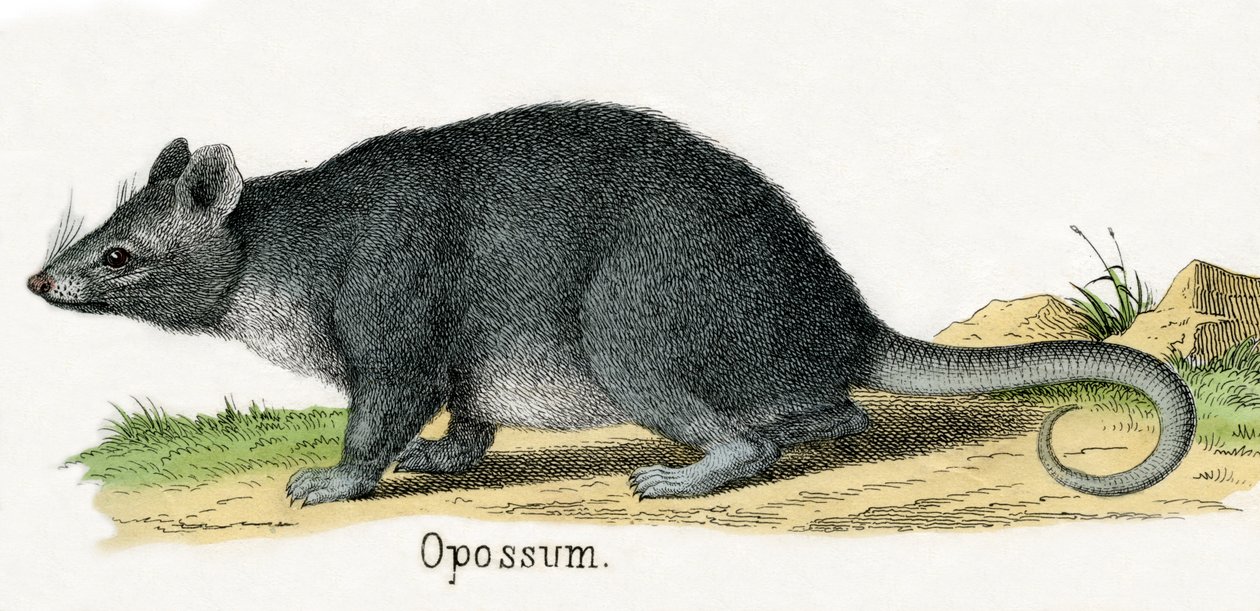 Opossum, The Natural History of Animals tekijältä American School