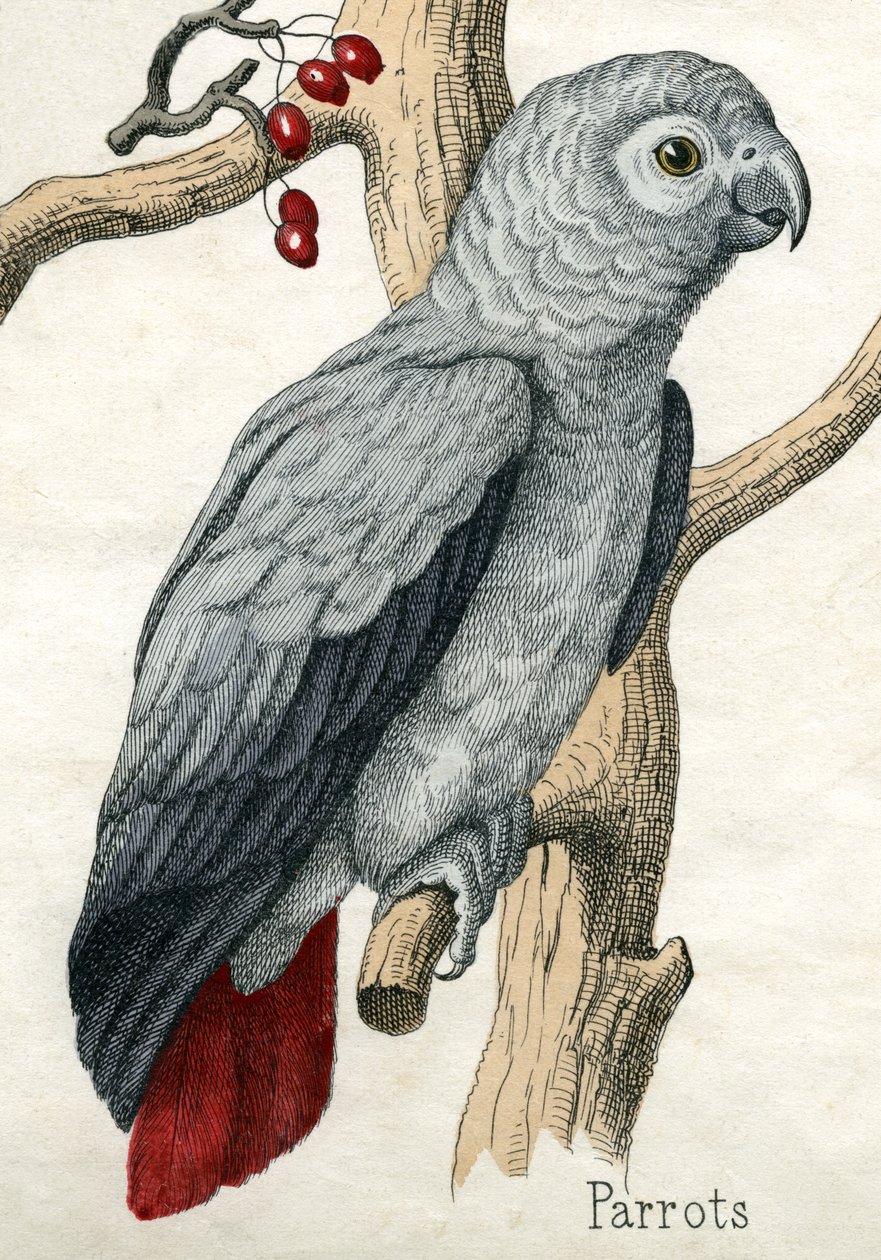 Papukaija, The Natural History of Animals tekijältä American School