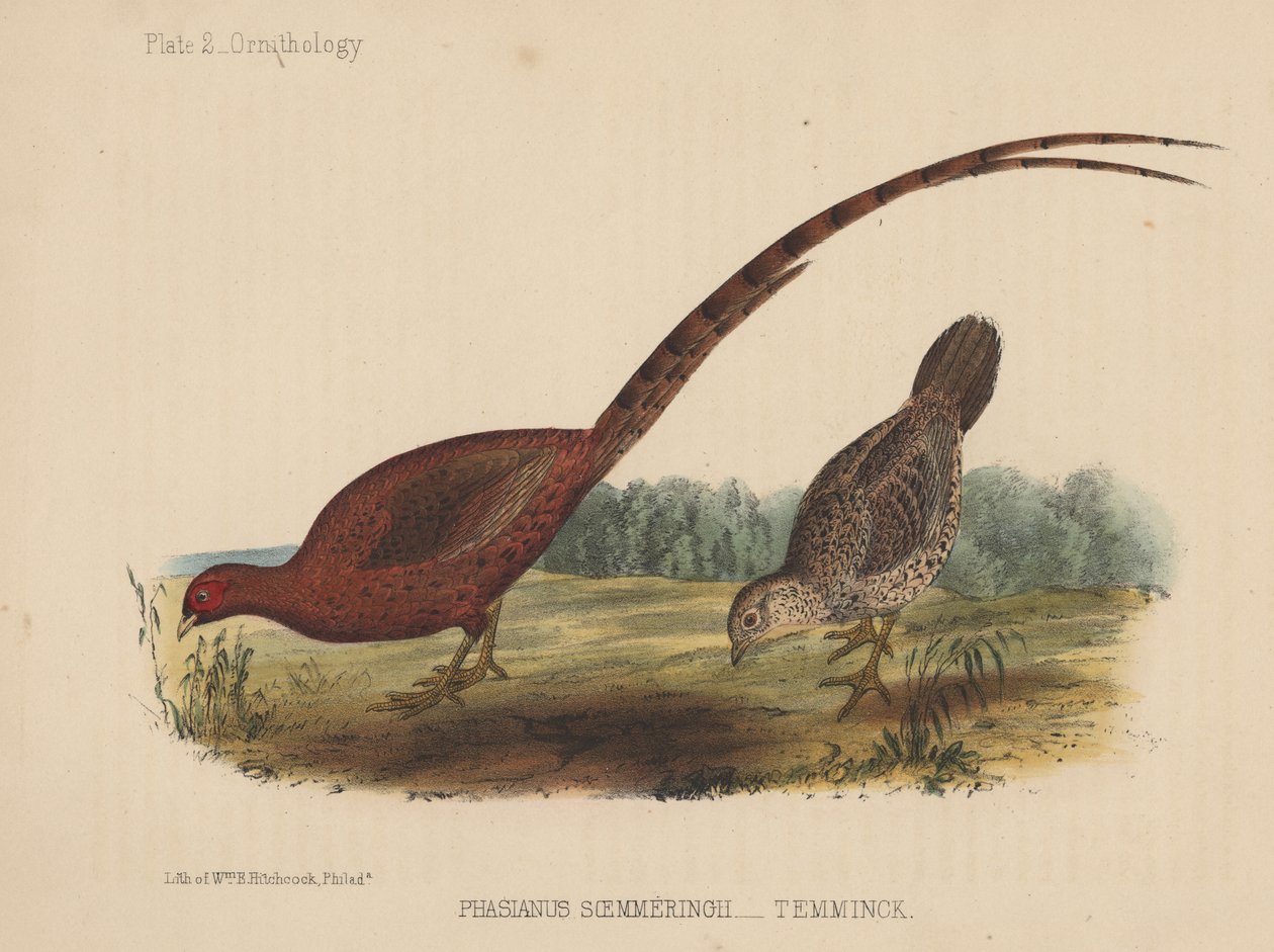 Phasianus Soemmeringh (Temminck) tekijältä American School