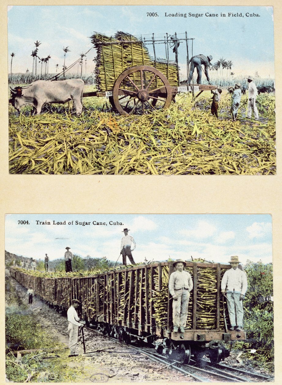 Postikortit, jotka kuvaavat sokeriruokoviljelmiä Kuubassa, n. 1910 tekijältä American School